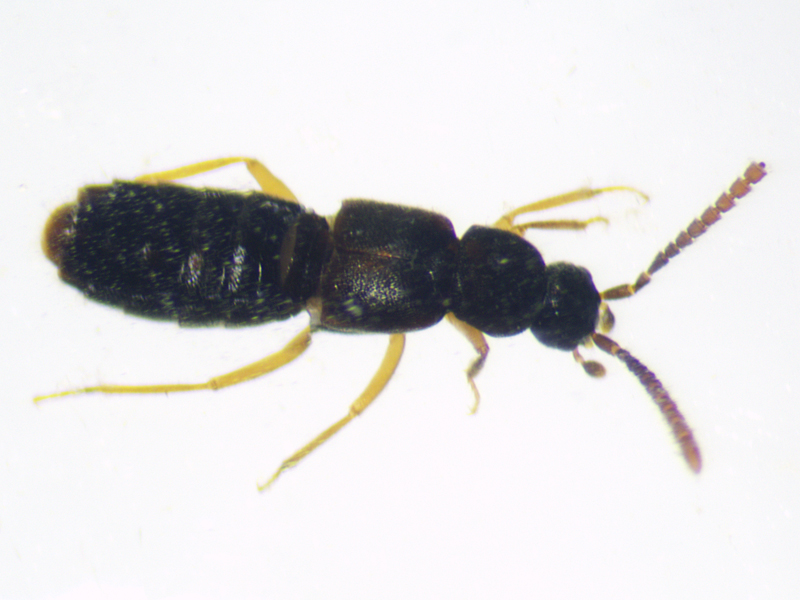 Callicerus rigidicornis